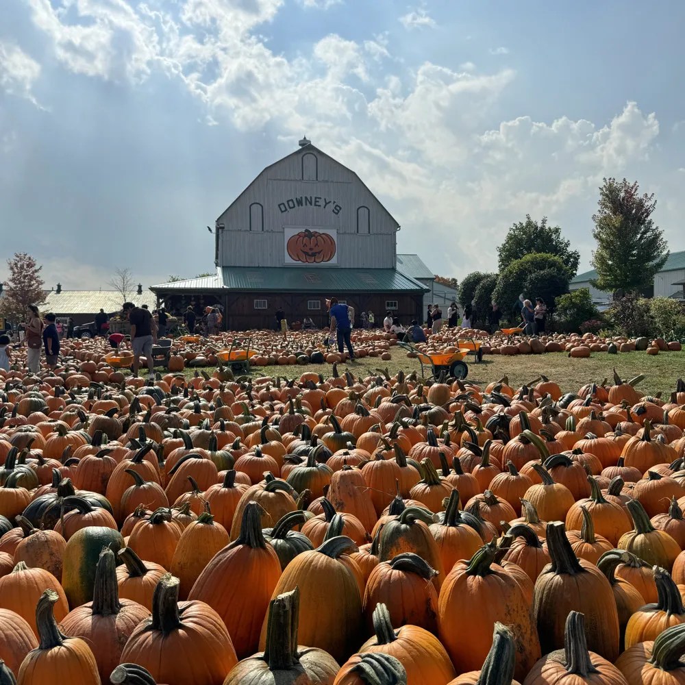 Pick fresh pumpkins at a farm this fall. Enjoy a day outdoors and bring home some festive autumn harvest! 🧡
